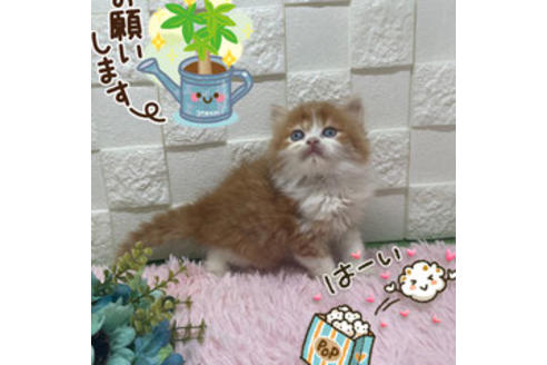 成約済の埼玉県のスコティッシュフォールド-22246の4枚目